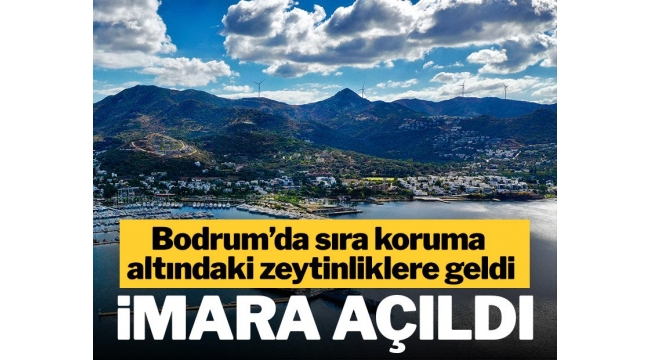 Bodrum'da Milyar Dolarlık Rant !Sit koruması altındaki zeytinlikler turizm imarına açıldı