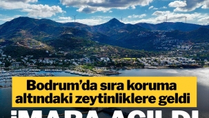 Bodrum'da Milyar Dolarlık Rant !Sit koruması altındaki zeytinlikler turizm imarına açıldı